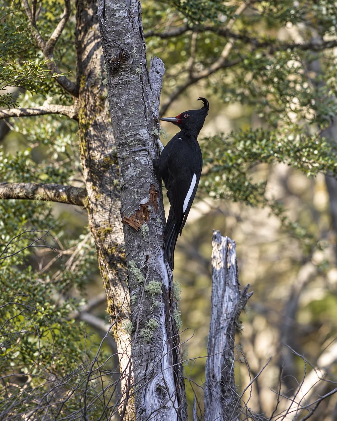 Pájaro carpintero sobre un tronco en el bosque